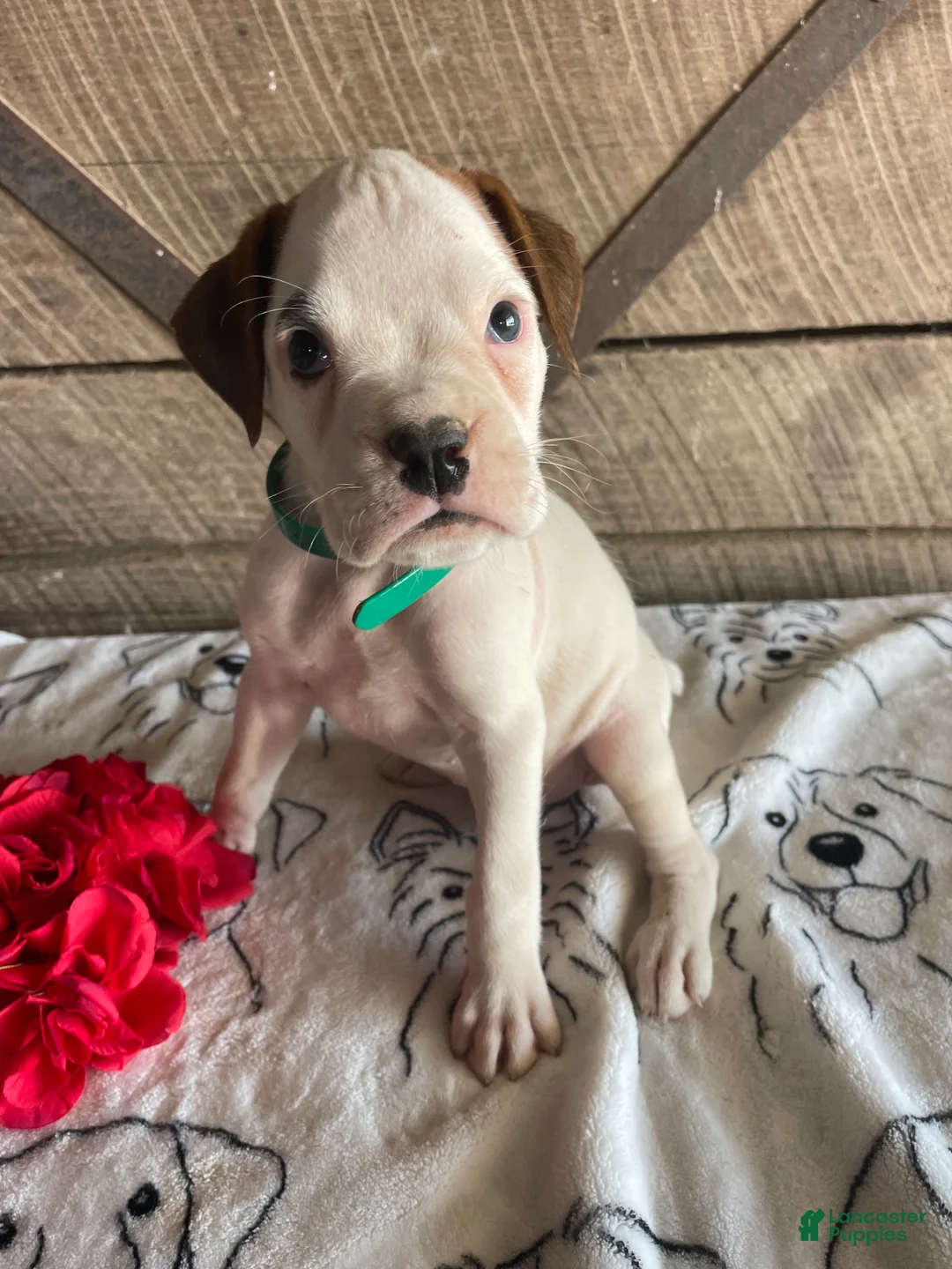 Boxer dogs for sale: Tyson - Ad 1