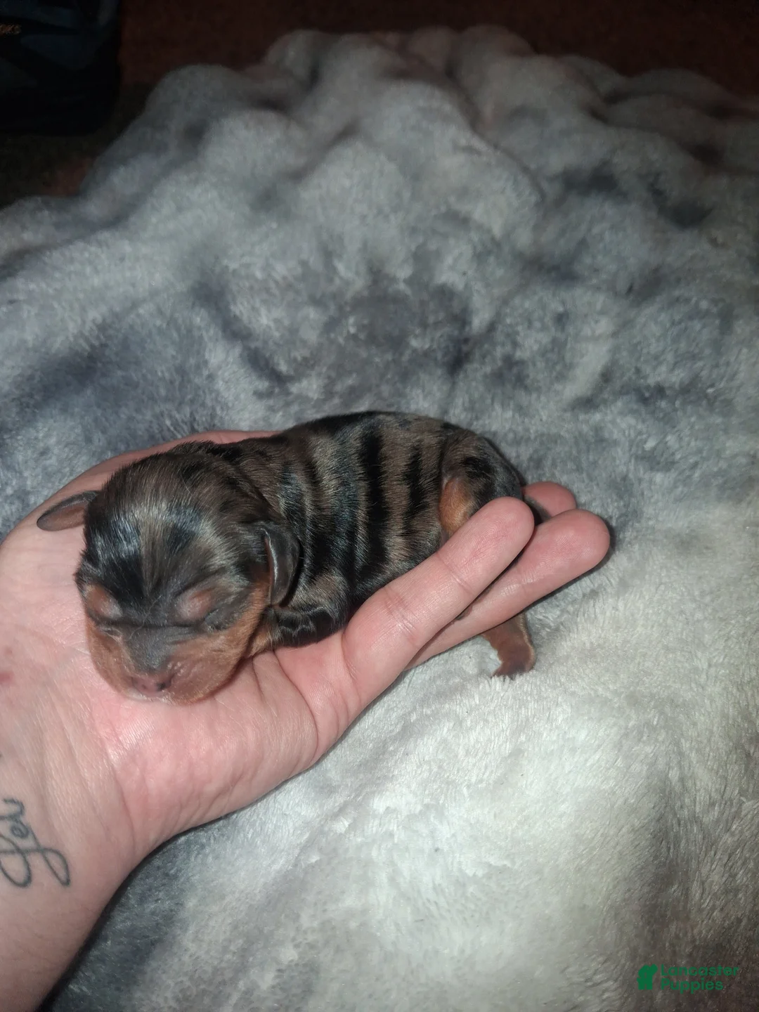 Cavalier King Charles Spaniel dogs for sale: Jenna - Ad 2