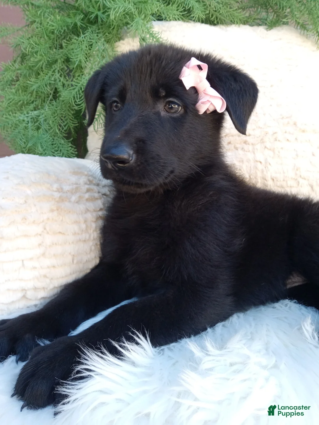 German Shepherd dogs for sale: Raven  - Ad 1