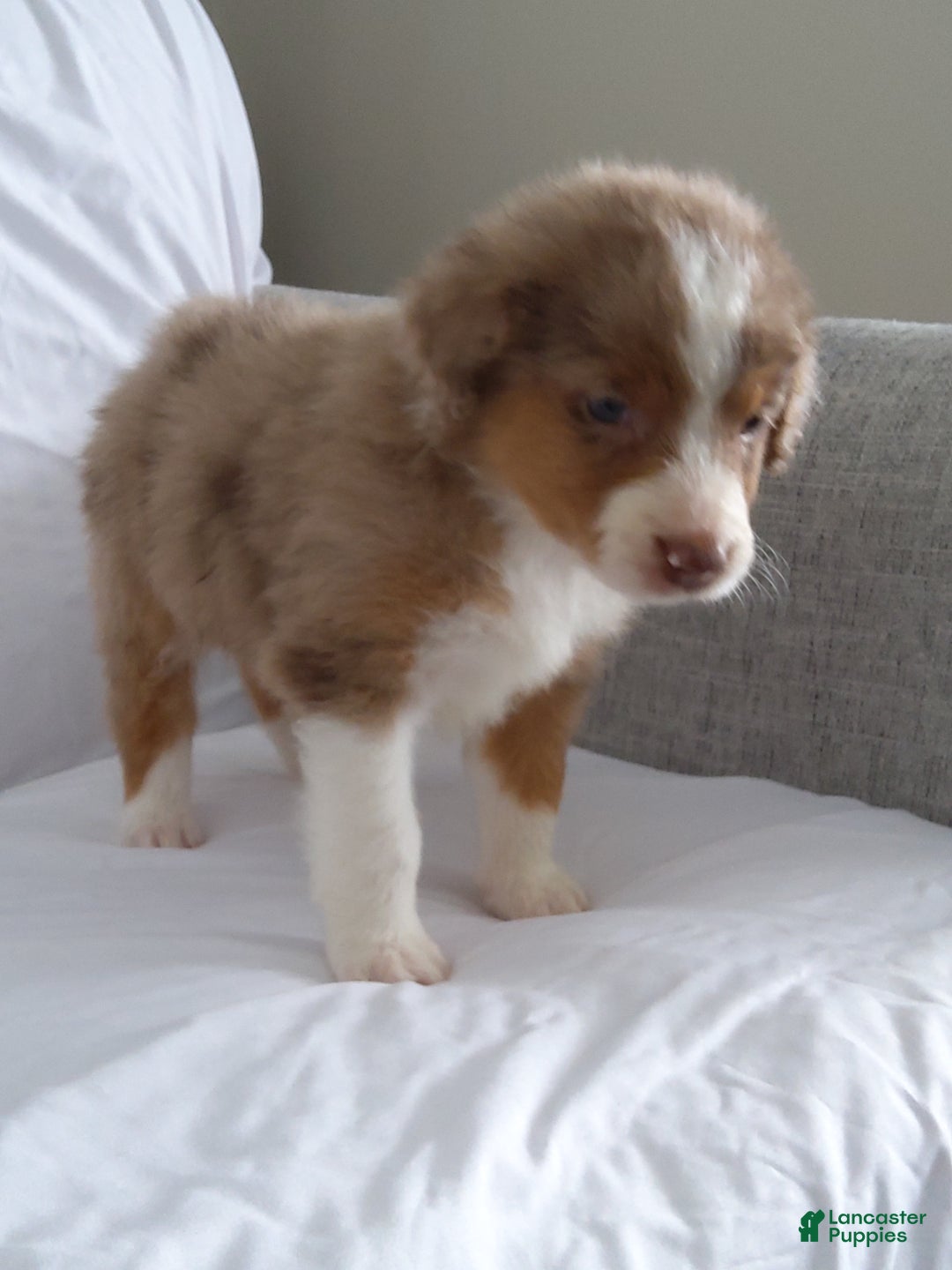 Aussiedoodle dogs for sale: Chan - Ad 2