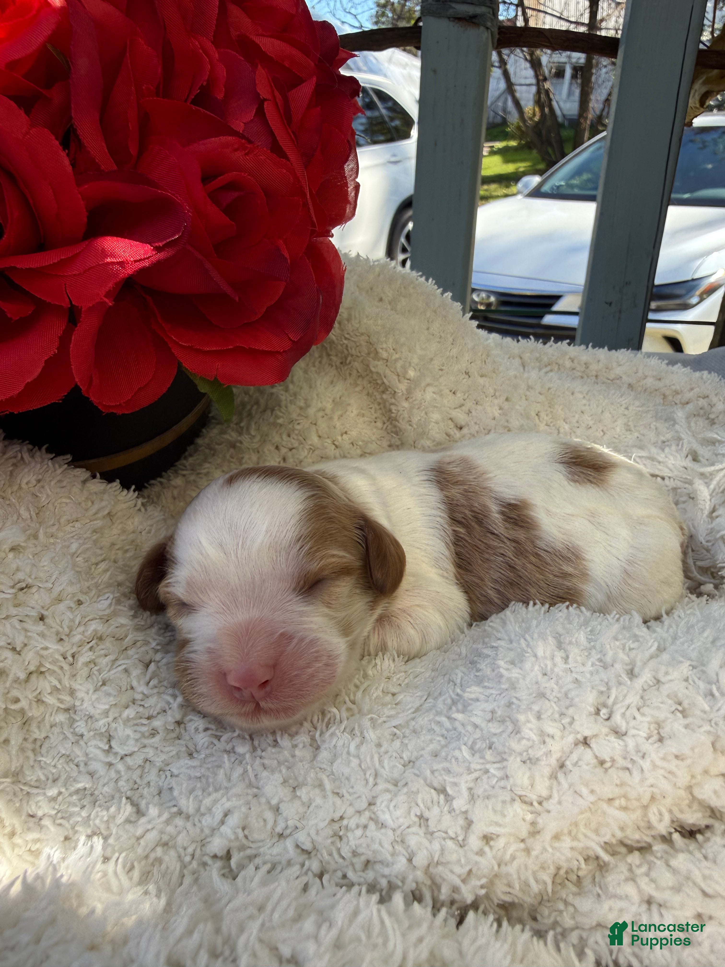 Cavapoo dogs Abby - Ad 2