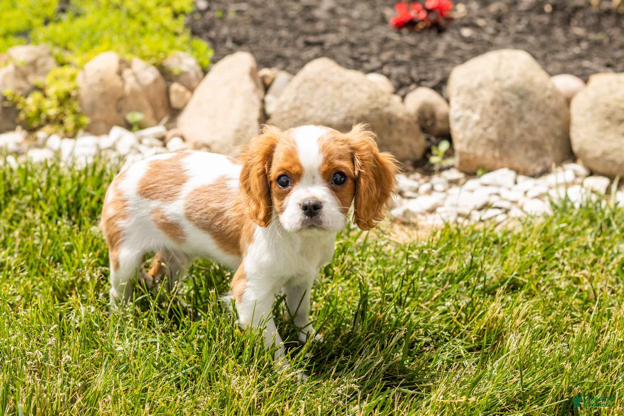 Cavalier King Charles Spaniel dogs Leo  - Ad 22