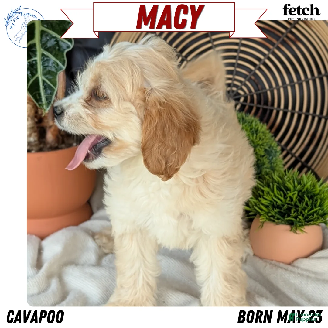 Cavapoo dogs for sale: Macy - Ad 1