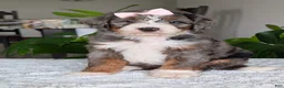 Mini Bernedoodle dogs for sale: Mini Indy - Ad 1