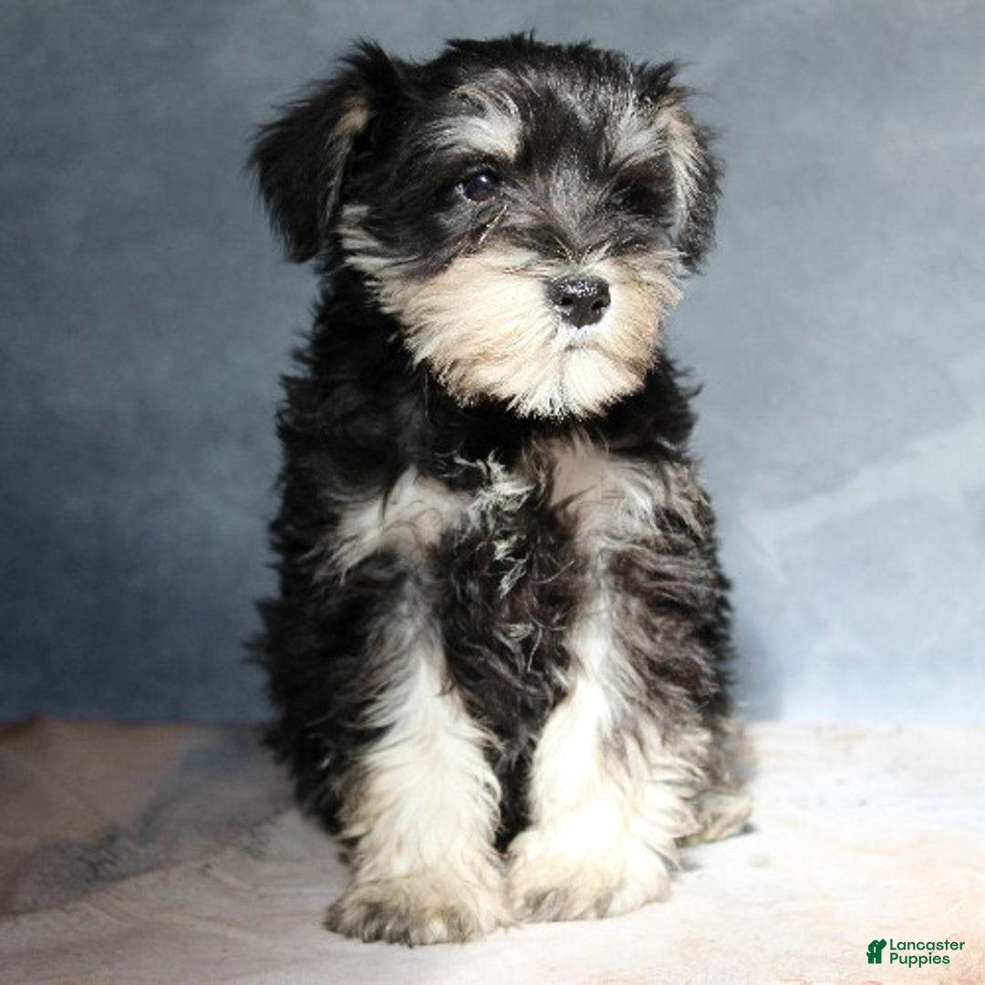 Miniature Schnauzer dogs for sale: Tristen - Ad 3