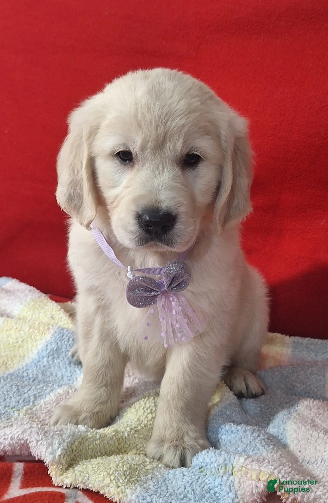 Golden Retriever dogs for sale: Bryna - Ad 3