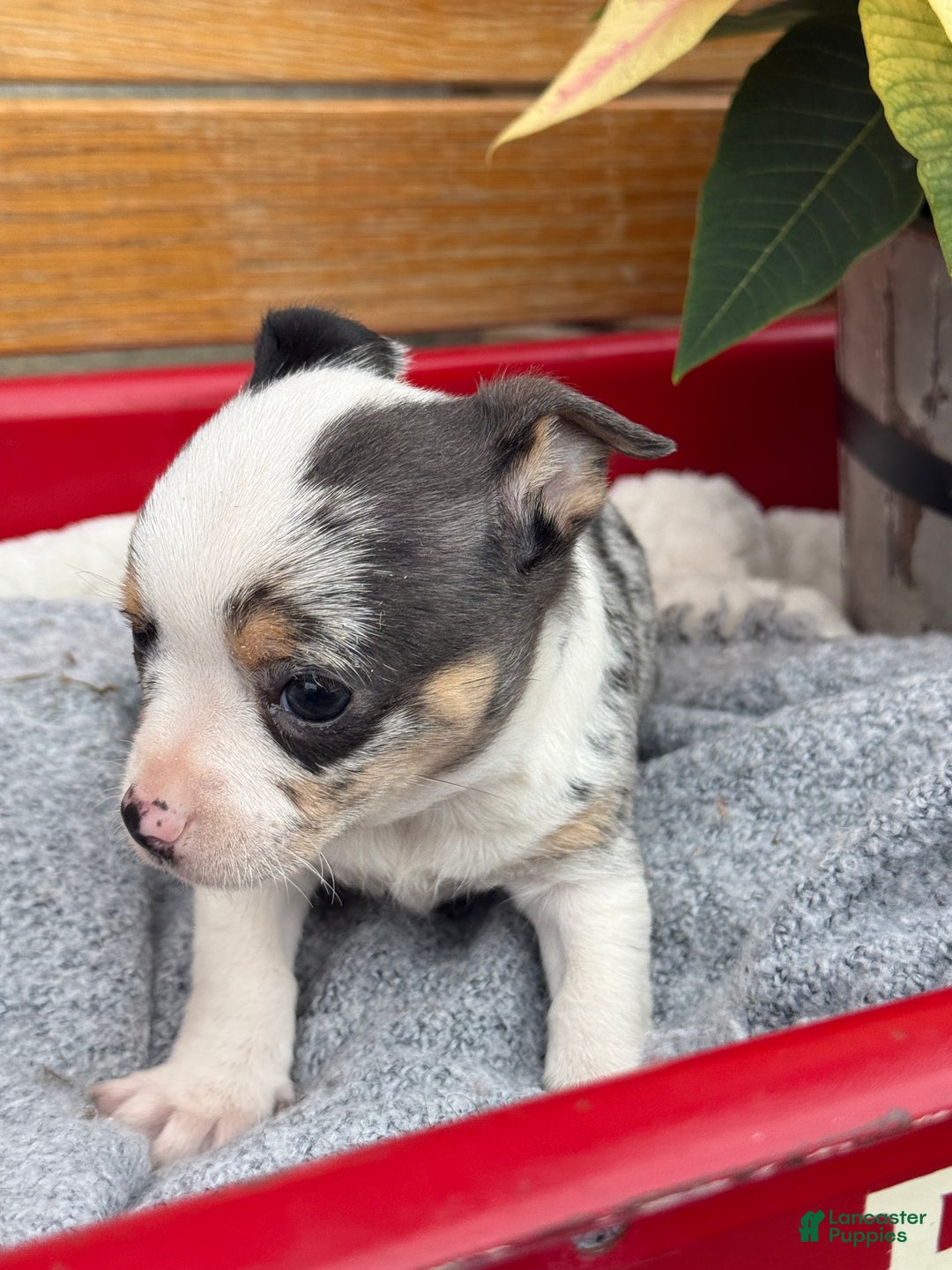 Chihuahua dogs for sale: Cheer - Ad 2