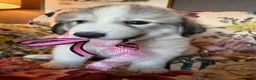 Great Pyrenees dogs for sale: Ember - Ad 6