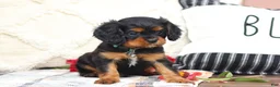 Cavalier King Charles Spaniel dogs for sale: Mike - Ad 1