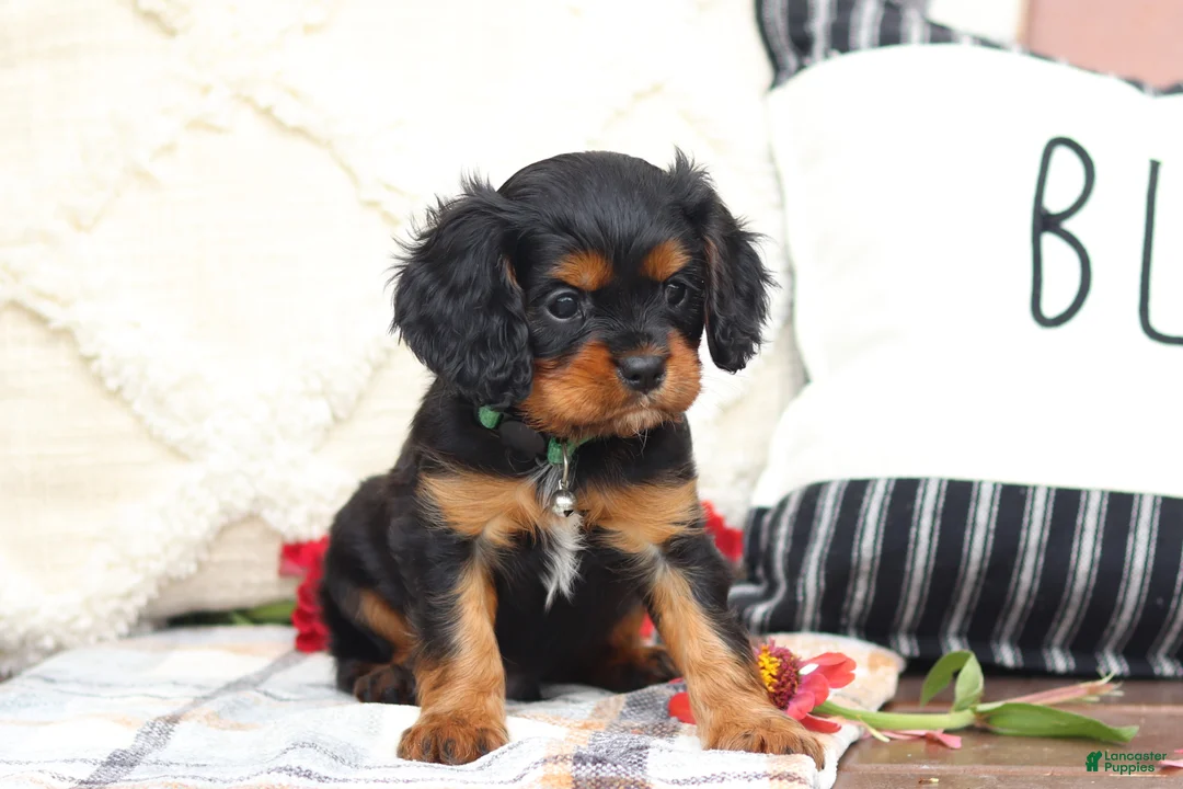 Cavalier King Charles Spaniel dogs for sale: Mike - Ad 1