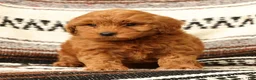 Mini Goldendoodle dogs for sale: Lane - Ad 9