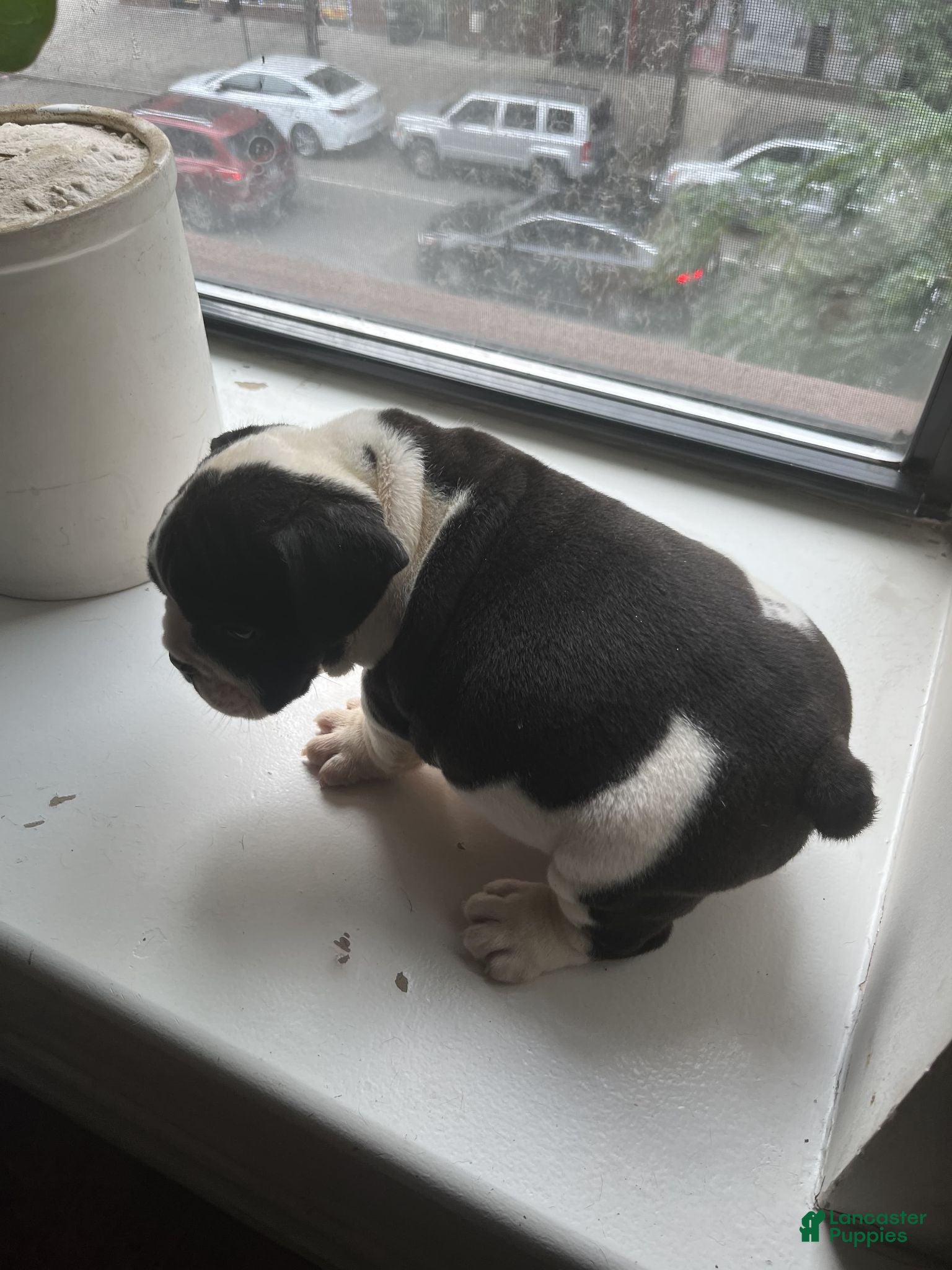 Mixed Breed dogs CHARLES - Ad 2