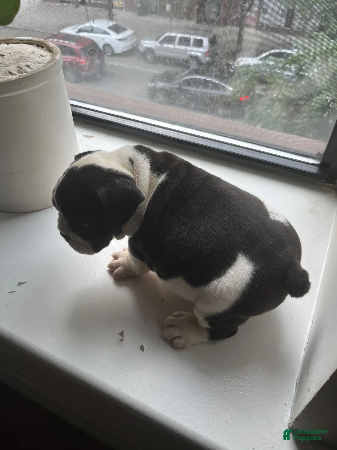 Mixed Breed dogs for sale: CHARLES - Ad 2