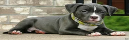 American Bully dogs for sale: "AALIYAH" BLUE NOSE / BLUE EYES - Ad 7