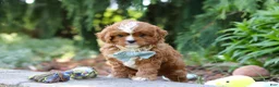 Cavapoo dogs for sale: Theodore - Ad 2