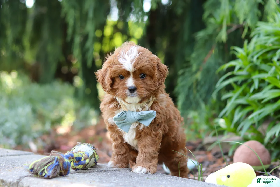 Cavapoo dogs for sale: Theodore - Ad 2