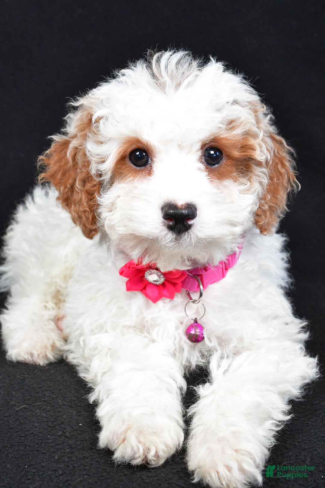 Cavapoo dogs for sale: Sabrina - Ad 6