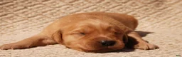 Golden Retriever dogs for sale: Daisy -AKC, Genetically Clear - Ad 100