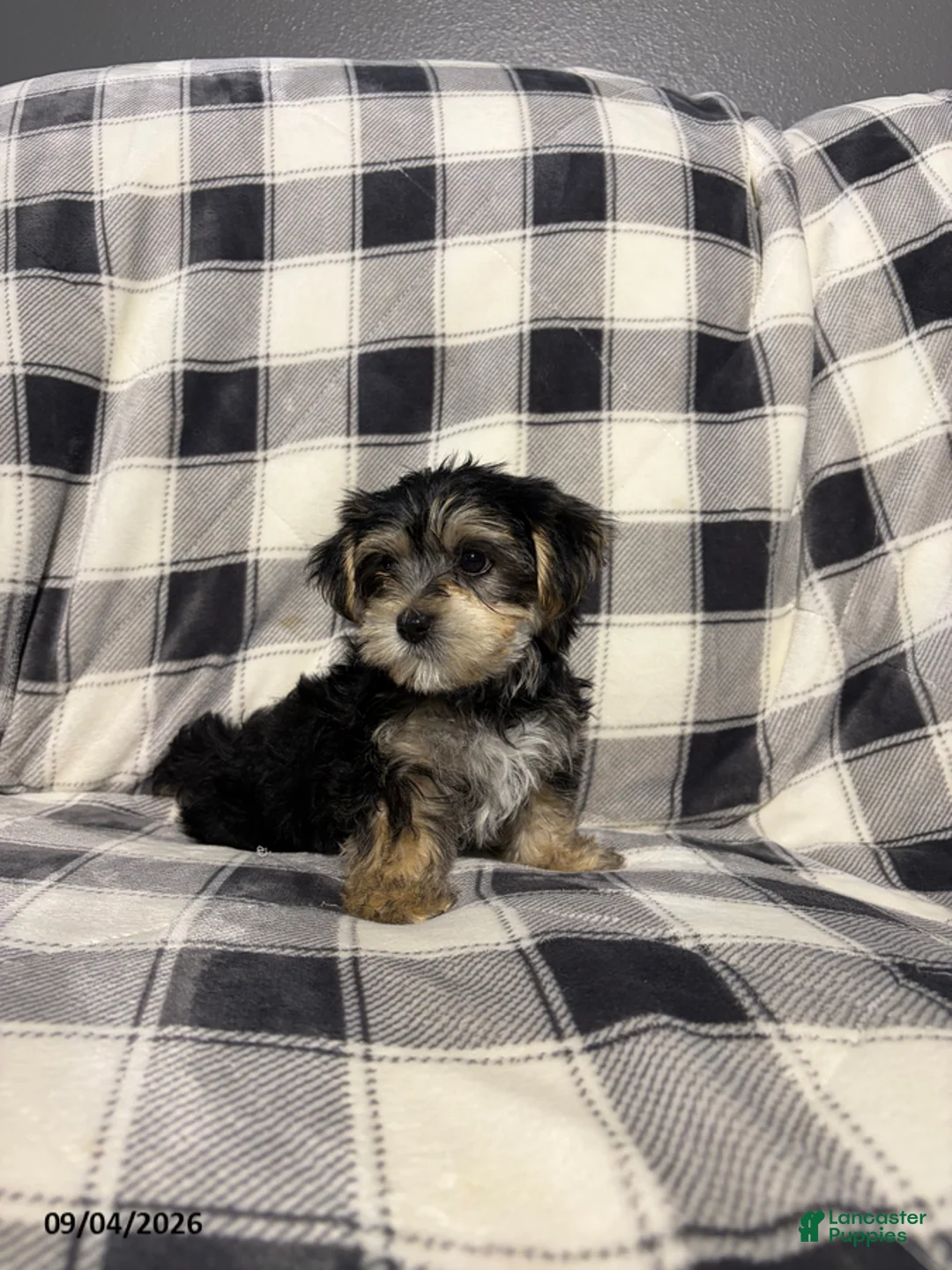 Morkie dogs for sale: Cooper - Ad 6
