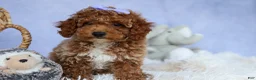 Miniature Poodle dogs for sale: WINNIE - Ad 18