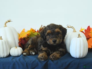 Shihpoo dogs - Ad 10