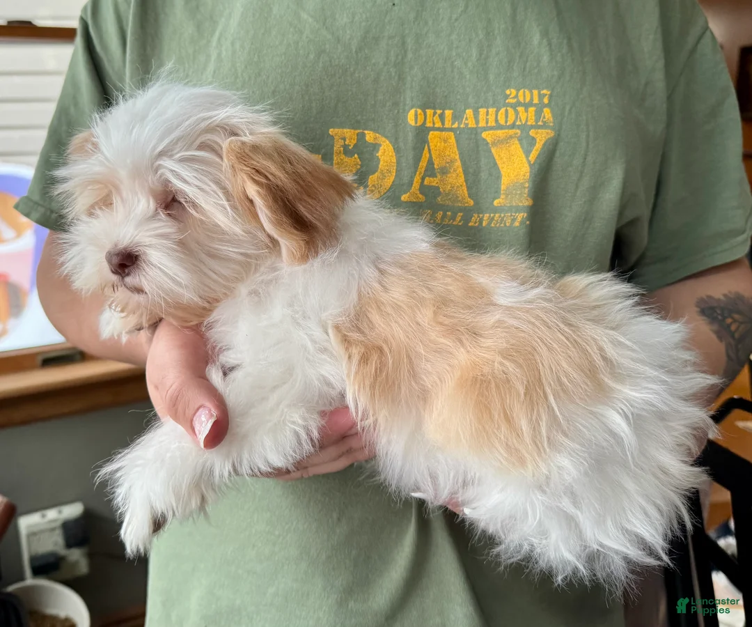 Havanese dogs for sale: Eggnog - Ad 5