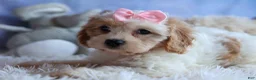 Cavachon dogs for sale: RACHEL - Ad 6
