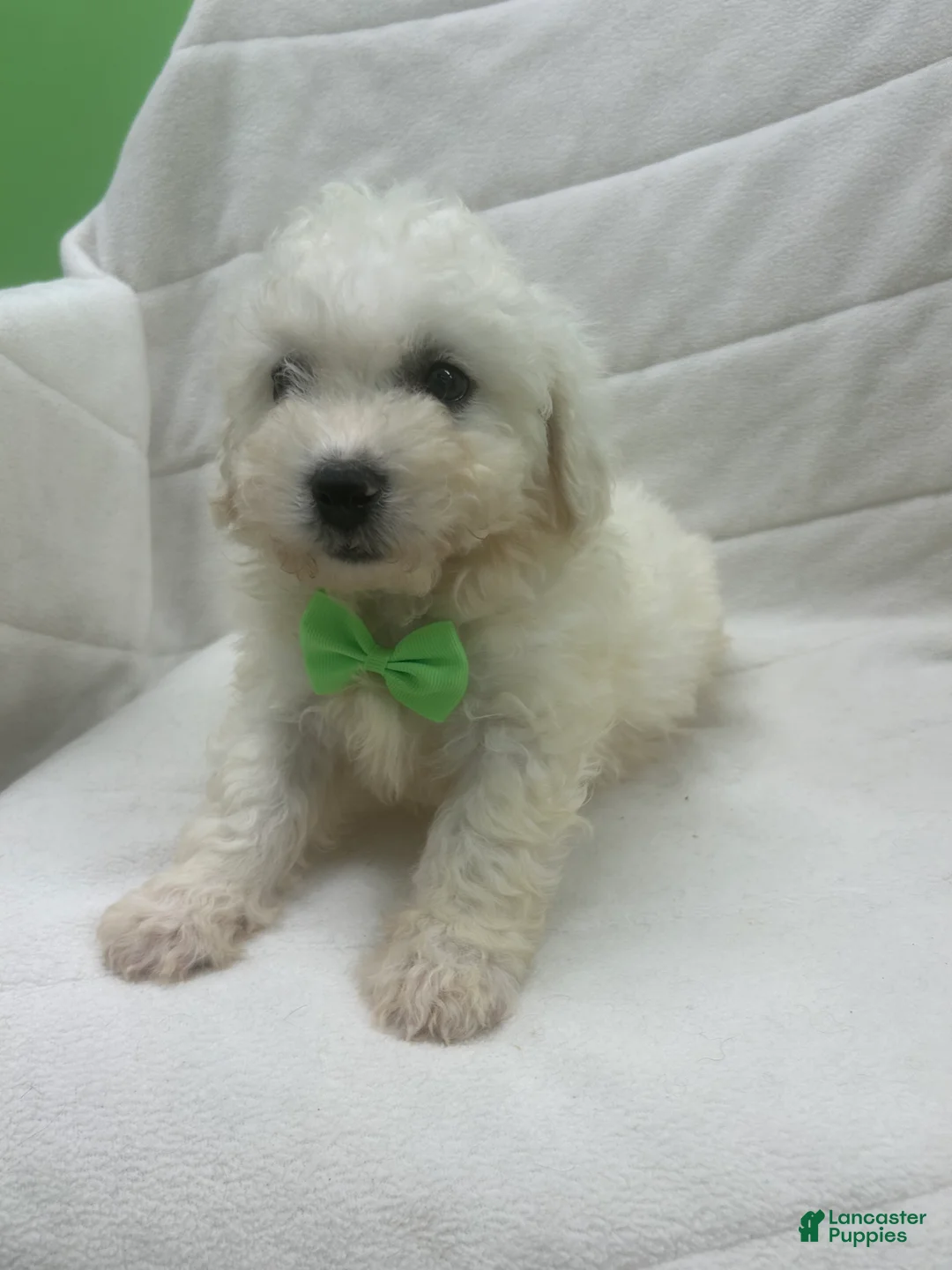 Bichon Frise dogs for sale: Bichon Frise Puppy 1 - Ad 3
