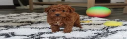 Bichpoo dogs for sale: Jonny - Ad 2