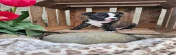 Boston Terrier dogs for sale: Rambow - Ad 1