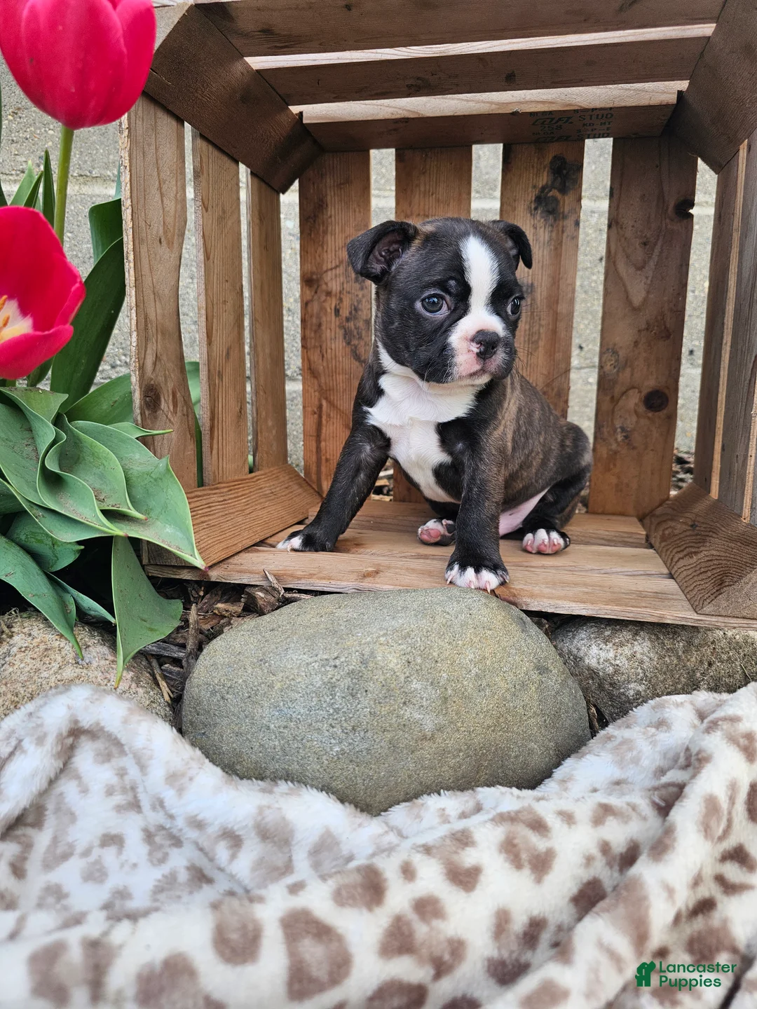 Boston Terrier dogs for sale: Rambow - Ad 1
