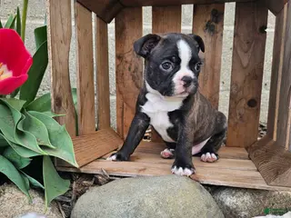 Boston Terrier dogs for sale: Rambow - Ad 2
