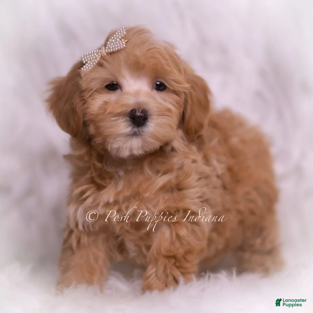 Maltipoo dogs for sale: Tiana - Ad 6