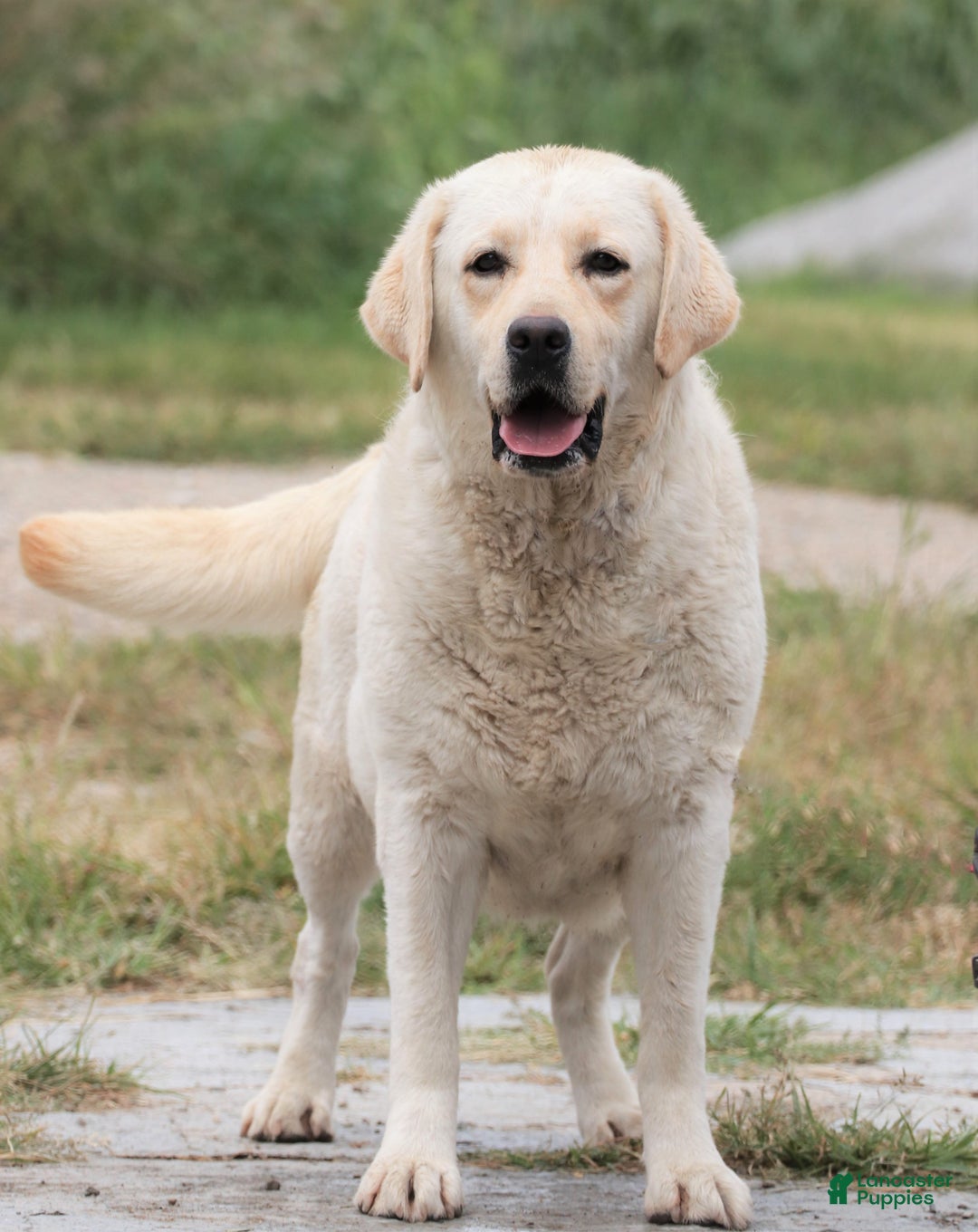 Labrador Retriever dogs for sale: Cherry - Ad 2