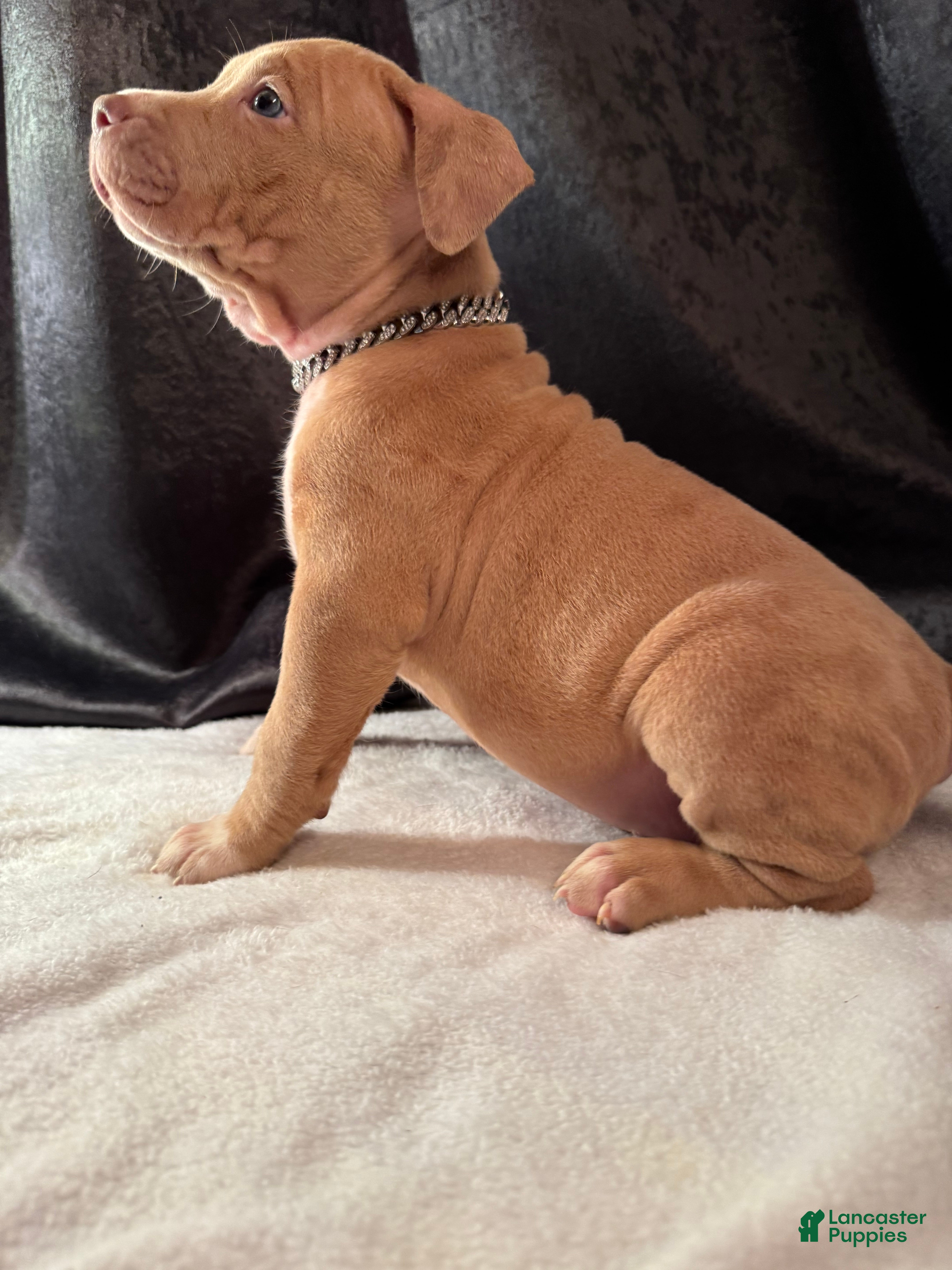 American Bully dogs American Bully Puppy 3 - Ad 2