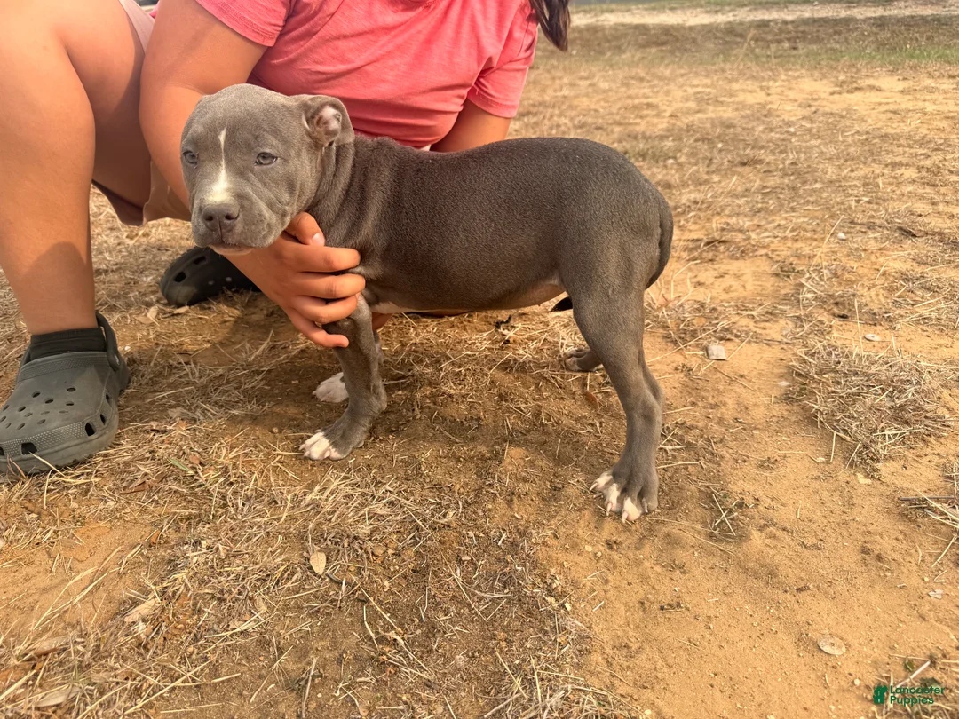 American Bully dogs for sale: (Available)        American Bully Puppy 5 - Ad 1