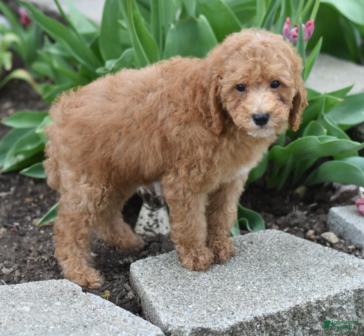Miniature Poodle dogs Parson - Ad 2