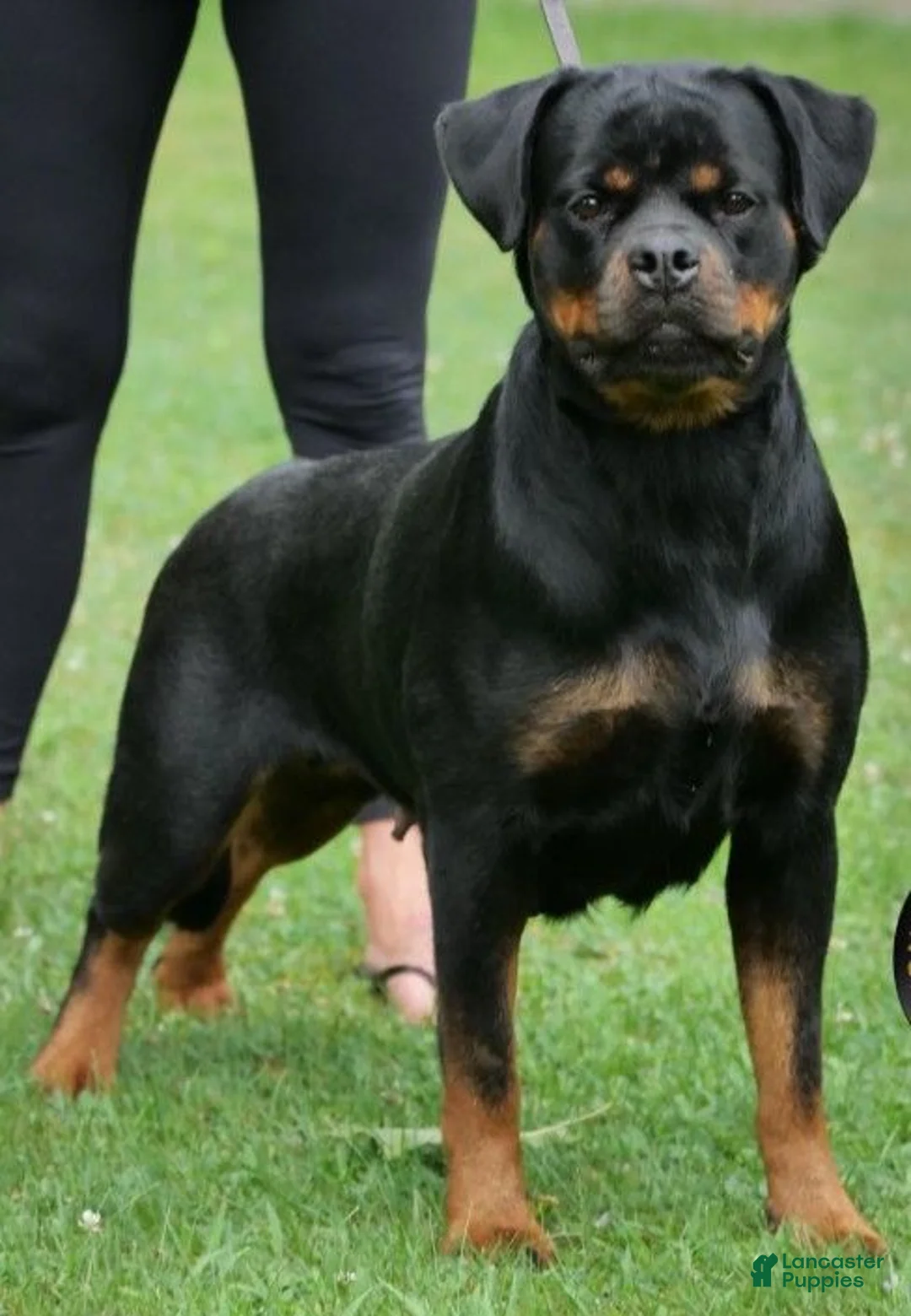 Rottweiler dogs for sale: Greta - Ad 5