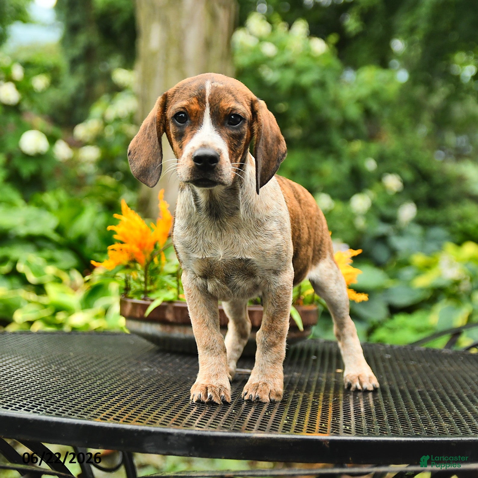 Mixed Breed dogs Joey - Ad 1