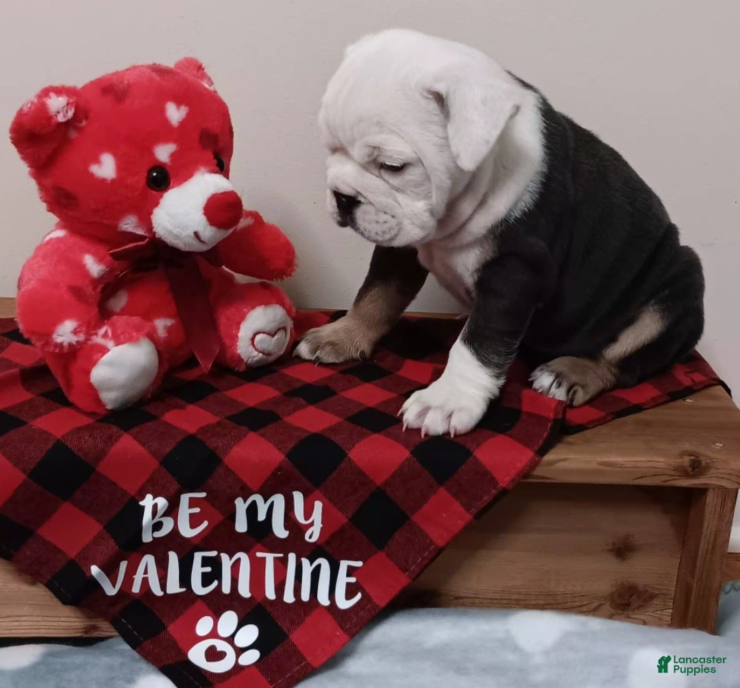 English Bulldog dogs Liberty - Ad 2