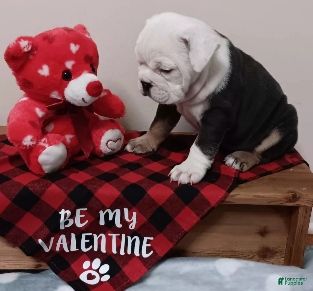 English Bulldog dogs for sale: Liberty - Ad 1