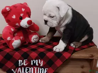 English Bulldog dogs Liberty - Ad 2