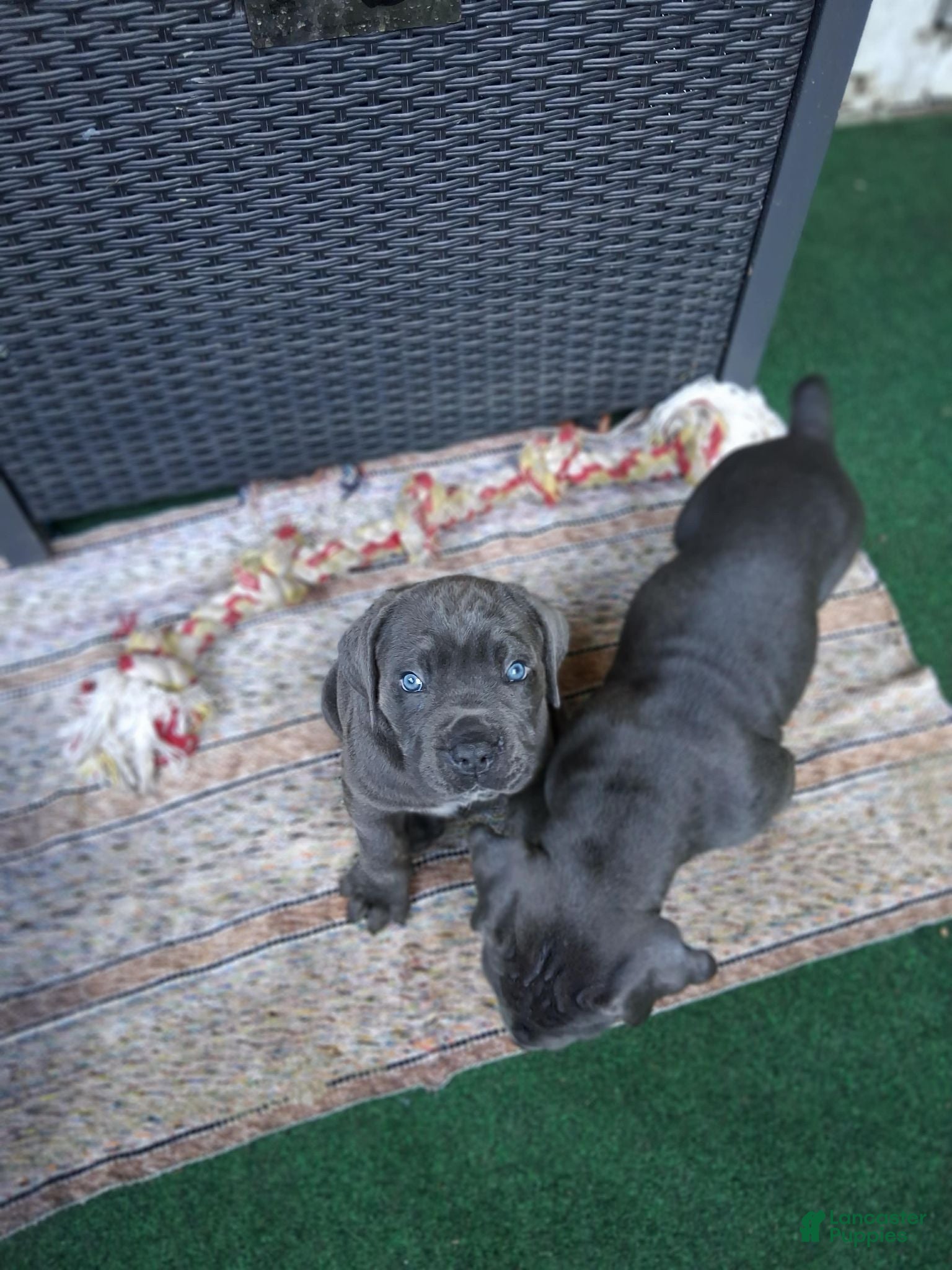 Cane Corso dogs Cane Corso 5 - Ad 34