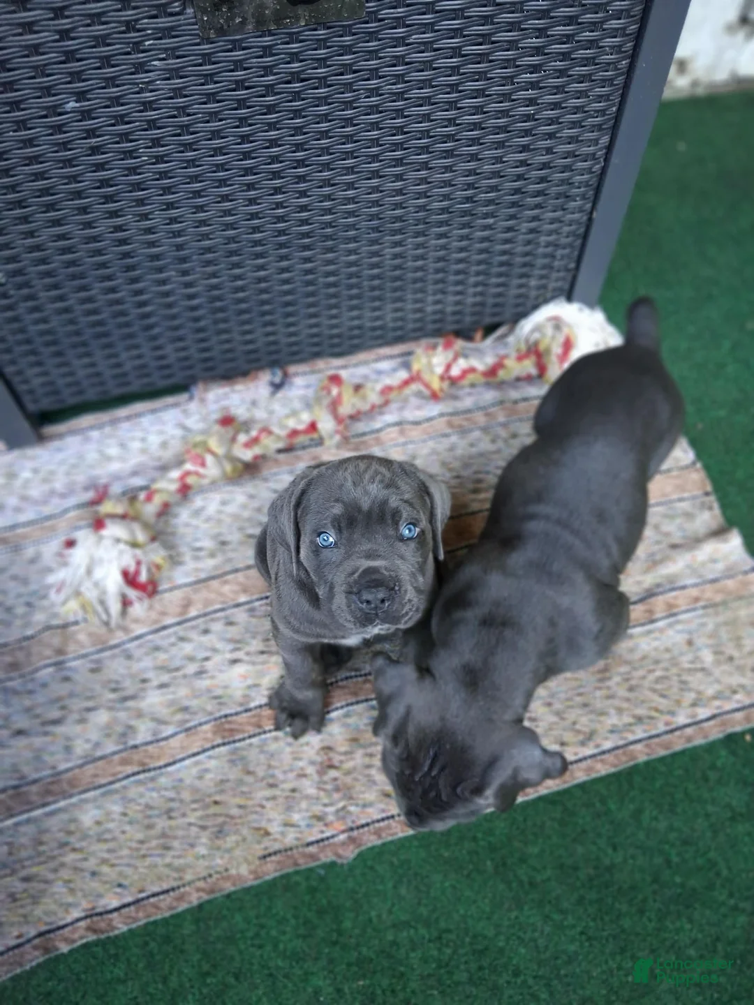 Cane Corso dogs for sale: Cane Corso 5 - Ad 1