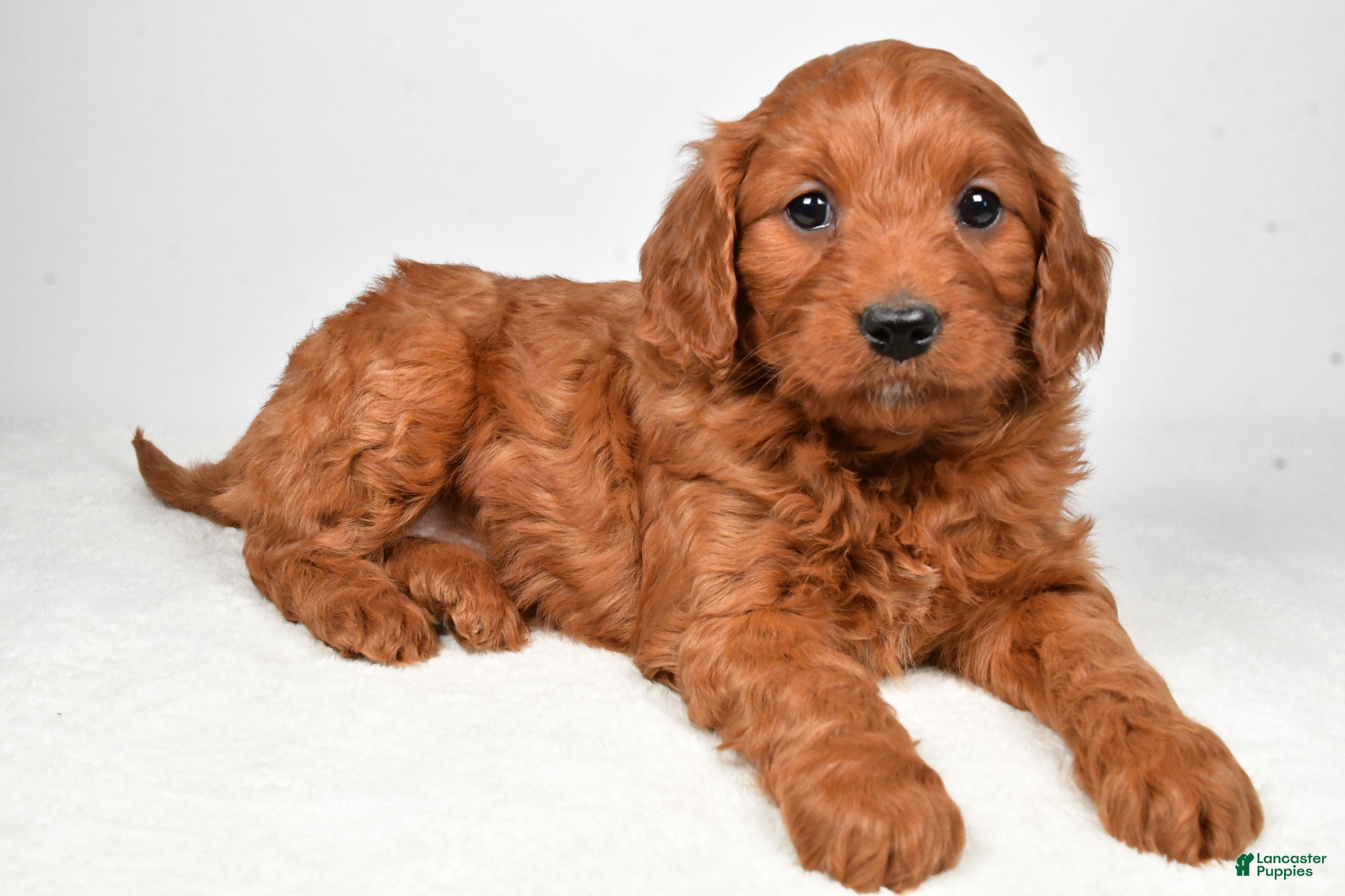 Mini Goldendoodle dogs Bridget - Ad 1
