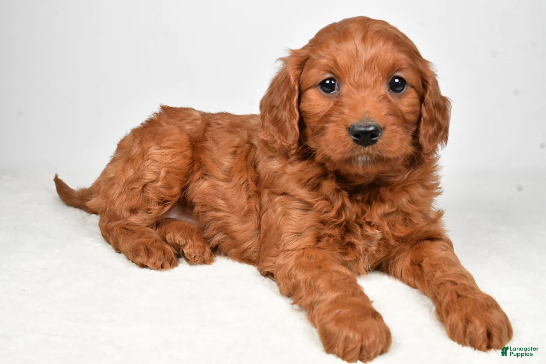 Mini Goldendoodle dogs for sale: Bridget - Ad 1