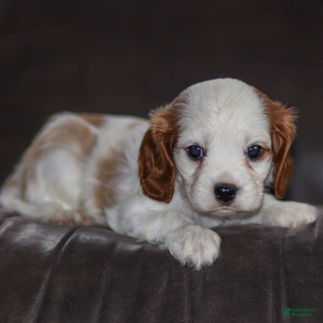 Cavalier King Charles Spaniel dogs for sale: Max - Ad 1