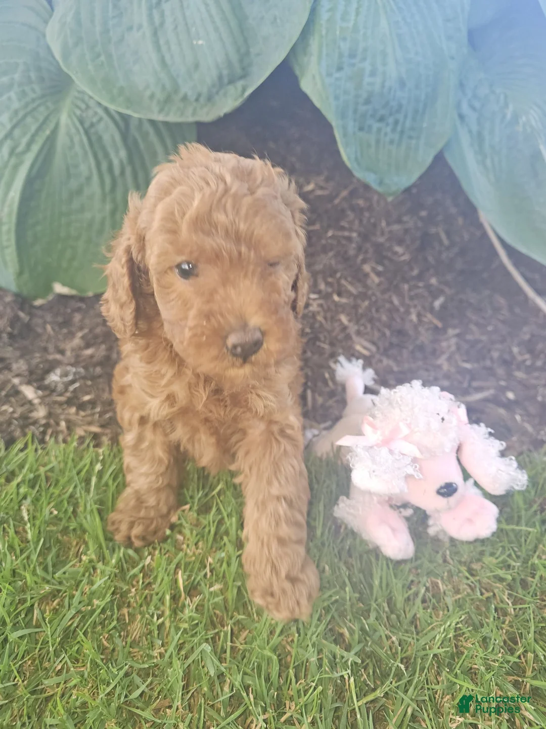 Toy Poodle dogs for sale: 🐶🐾Sophie- AKC POTTY and Crate TRAINING - Ad 8