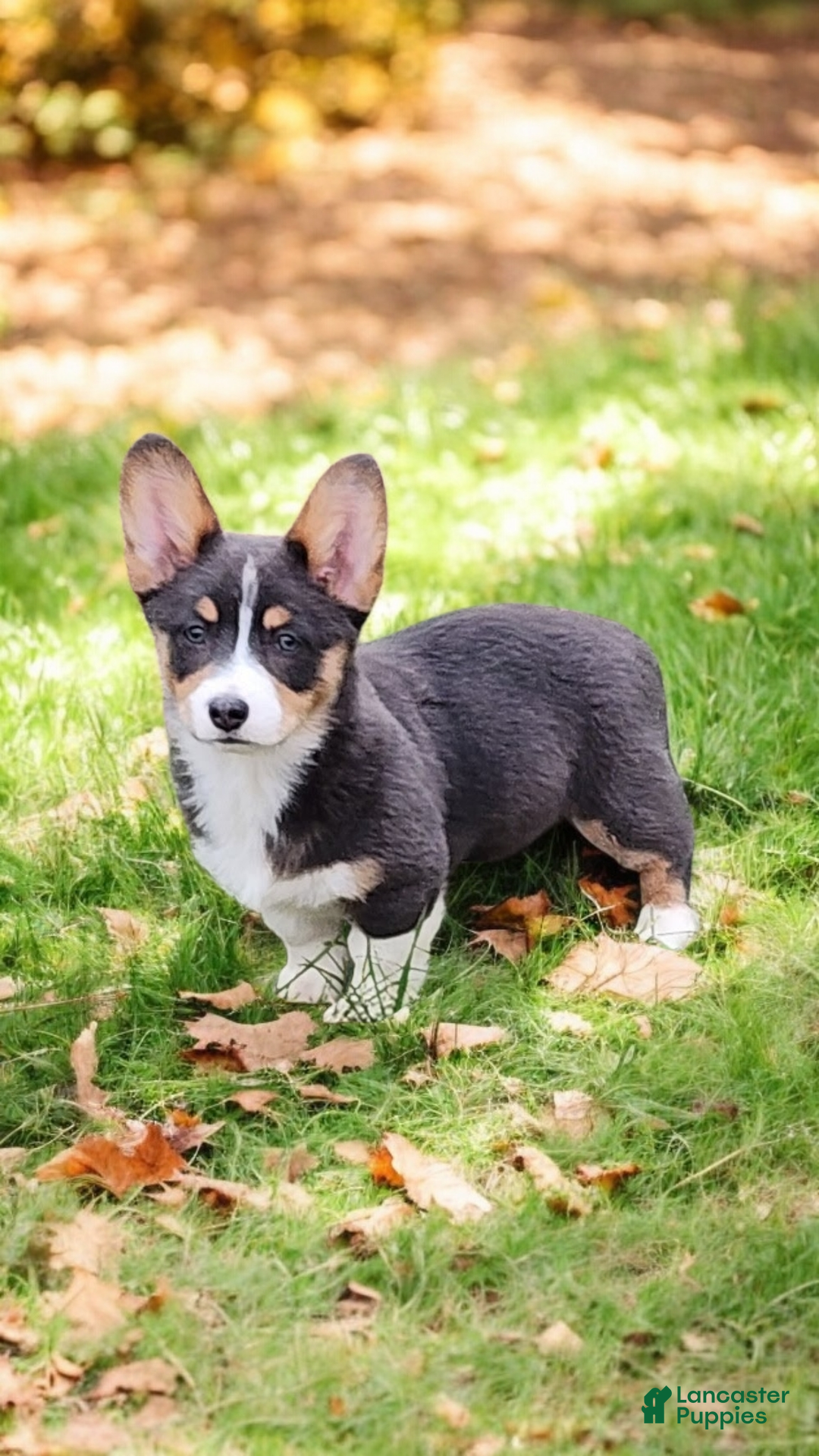 Welsh Corgi Pembroke dogs for sale: Apple Bluie - Ad 12