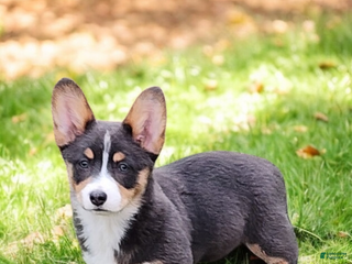 Welsh Corgi Pembroke dogs Apple Bluie - Ad 16